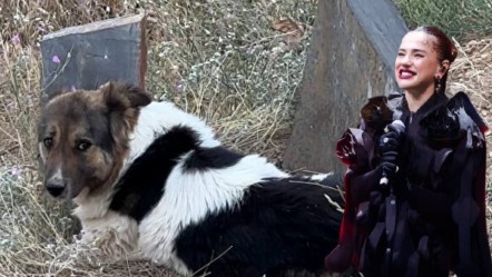 Sahibinin mezarından ayrılmıyordu! Ünlü şarkıcı Ceylan Ertem sahiplendi - Magazin