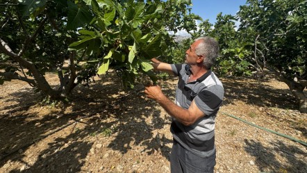 Rekolte düştü, kalite arttı! Ama cebiniz yanabilir... 200 ağaçtan sadece 8 ton ürün çıkacak - Ekonomi