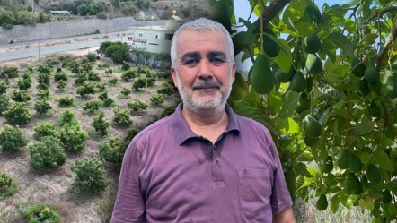 Tarlasına Clifton cinsi avokado ekti, kasa kasa hasat etti! Tanesi 55 liradan alıcı buluyor - Ekonomi