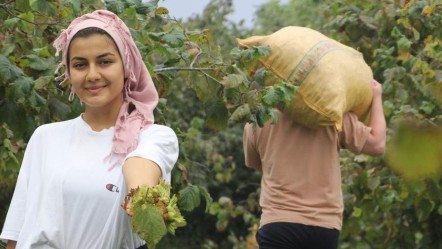 Yeşil altın için hasat zamanı! Sabah erkenden bahçeye koşuyorlar, tek endişeleri var - Ekonomi