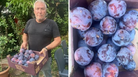 5 tanesi 1 kilo! Toptan almak için farklı şehirlerden gelen var - Ekonomi
