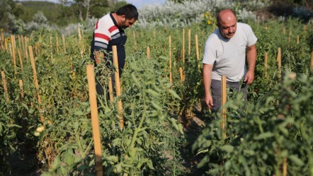 Aromasıyla damak çatlatıyor, kilosu 70 lira: Yiyenlerin asla vazgeçemeyeceği bir lezzet! - Ekonomi