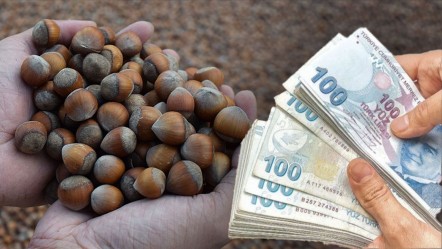 Fındık alım fiyatları belli oldu! TMO açıkladı, alımlar 25 Ağustos'ta başlıyor - Ekonomi