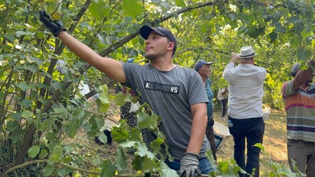Hasat bu yıl erken başladı! Verim yarı yarıya düştü, kilosu 200 lira - Ekonomi