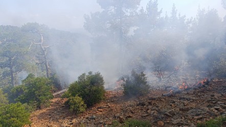 Patlayan ağaç yangına neden oldu! Günler önce üzerine düşen yıldırım içten içe yakmış - Yaşam