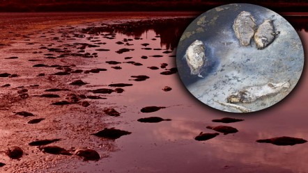 Sivas'taki görüntüler korkutmuştu! Balık ölümlerinin nedeni ortaya çıktı - Gündem