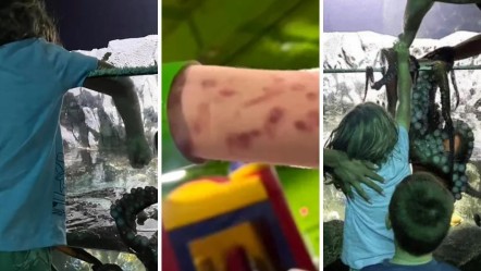 Akvaryumda facia! Dev ahtapot 6 yaşındaki çocuğun kolunu kaptı, o anlar sosyal medyayı salladı - Dünya