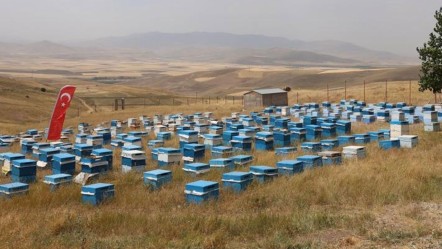 Altın hasat başladı! Hedef 240 ton… Kadın üreticiler köşeyi dönecek - Ekonomi