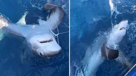 Burası Türkiye! Oltaya 6 metrelik köpek balığı takıldı - yasam