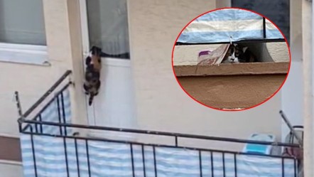 "Kedi balkona mahkum edildi" iddiası ortalığı karıştırdı! - 3. Sayfa