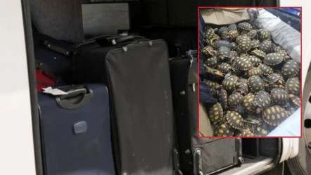 Yolcunun bavulundan çıkanlar polisi bile şaşkına çevirdi! Üstelik ilk değilmiş - Dünya