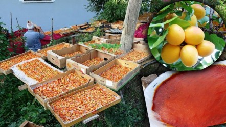 Zirai donun vurmadığı ilçe! Bolluktan dallar kırılacak durumda, kilosunu 300 liradan satıyorlar - Ekonomi
