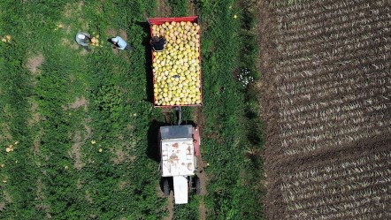 Fiyatıyla da tadıyla da zirvede! Kilosu 12 lira… Satışından memnun kaldı, tekrar tekrar ekti - Ekonomi
