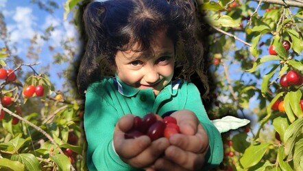 Kalp, beyin, sindirim, kolesterol, enfeksiyon... Hasat başladı, her derde deva - ekonomi