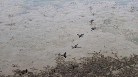 Kırklareli ürküten görüntü! Kuşlar ava çıktı... - Yaşam