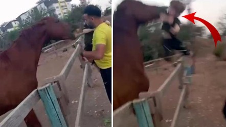 Atın hamlesi dehşet saçtı! Küçük çocuğu ısırarak alıp havaya fırlattı - Gündem