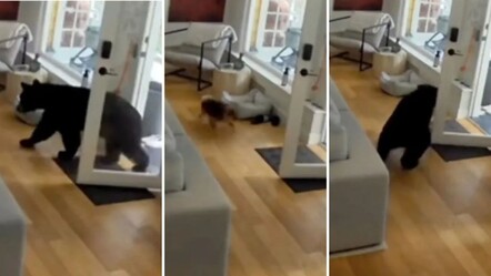 Küçük köpekten akılalmaz hareket! Eve giren ayıyı böyle kaçırdı - dunya