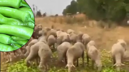 "Üretici isyanda" sözleriyle paylaşmıştı! 'Para etmediği için hayvanlara yedirdi' iddiası bakın ne çıktı... - Ekonomi