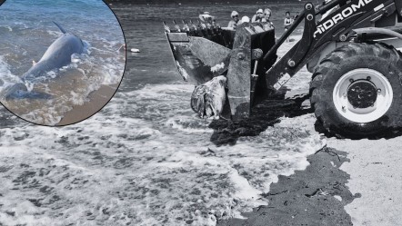 Bodrum'da hareketsiz şekilde sahile vurdu! Turistler şaşkın ifadelerle izledi - Yaşam