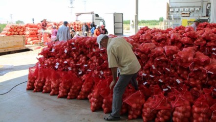 Kilosu 5 lira! İspanya ve Almanya da onun için bekliyor... - Ekonomi