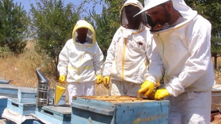Sıcaklar erken hasadı getirdi! Bu yıl 1200 ton rekolte bekleniyor, üretici köşeyi dönecek - Ekonomi