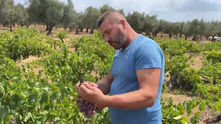 Tekirdağ'da yetişiyor! Hasat başladı, tarlada kilosu 100 lira... - ekonomi