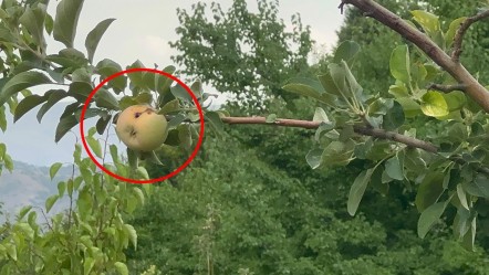 Yüzyılın olayı çiftçiyi vurdu! 10 dönümlük bahçede sadece bir çürük elma kaldı - Ekonomi