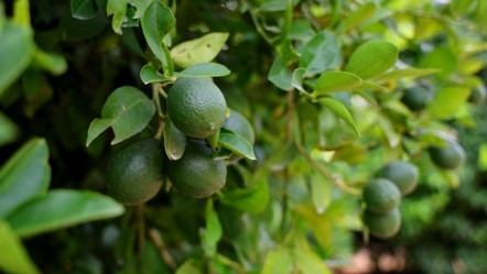 Limonda fiyatı düşürecek hasat! Adana'da toplanmaya başladı - Ekonomi