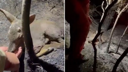 Yangının ardından gelen şefkat! Yaralı yavru ceylanı elleriyle hayata bağladılar - Yaşam