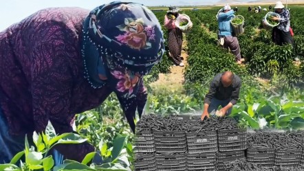 'Yetişmez' diyenleri utandırdı! 1 günde 14 ton hasat, Kütahya'dan İstanbul ve Ankara'ya gönderiliyor - Yaşam
