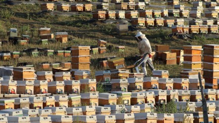 Lezzeti de faydaları da anlatmakla bitmez! Beklenen hasat başladı, üretici umutsuz - Yaşam