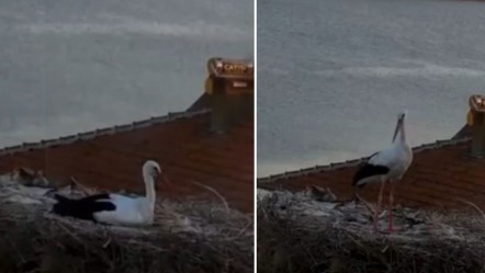 Yaren leylekten şaşırtan tavırlar! Depremi önceden hissetti mi? - Yaşam