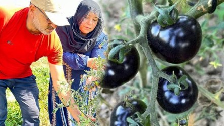 Gizli hazine… 5 fideyle başladı, şimdi eşiyle üretiyor! “Bu ürün bölge için şans” - Ekonomi