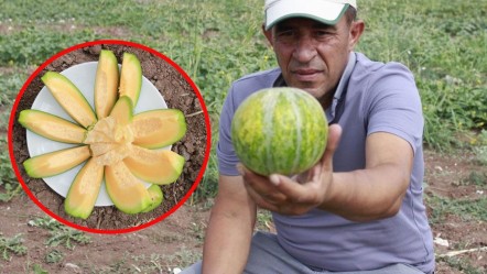 Görünüşü kavun ama muz tadında! Çiftçiler ektikçe ekti, getirisi yüksek - Ekonomi