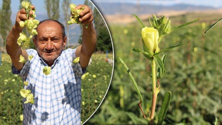 Her gördüğünüzü Türk bamyası sanmayın! Sarı altına Afrika’dan taklit çıktı - Yaşam