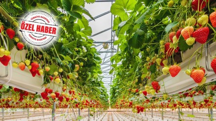 İklim krizi fırsata dönüştürülebilir! Kuraklığa çare topraksız tarım - Ekonomi