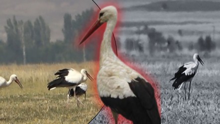 Muş Ovası'ndan Afrika'ya! Binlercesi geldi, sonbaharı bekliyorlar... - Yaşam