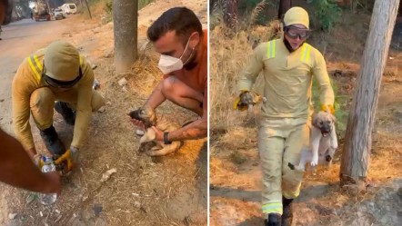 Yangın kahramanları alevlerin arasından aldı! Kaplumbağa ve köpek yavrusu son anda kurtarıldı - Yaşam