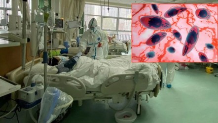 Avrupa’da görülmeye başladı! Hiçbir belirti vermeden organları yiyor - Dünya