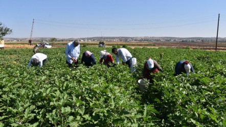 Çarşı pazarda fiyatları düşürecek hasat! Verim yüksek, üretici mutlu - Ekonomi