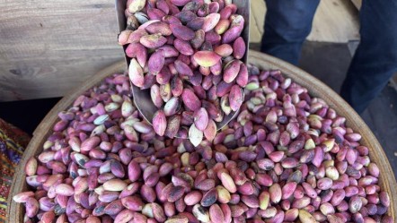 Hasat başladı, Antep fıstığı tezgahlarda yerini aldı! Fiyatını duyan geri adım atıyor - Ekonomi