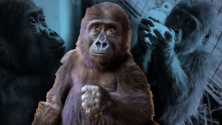Nijerya'ya 2 şart! Türkiye'nin günlerce konuştuğu 'Zeytin' hakkında yeni karar - Yaşam
