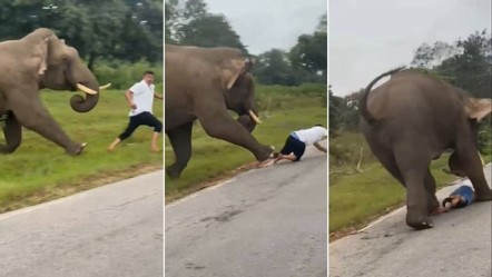 Selfie çekmeye çalışan turist fil tarafından ezildi - Dünya