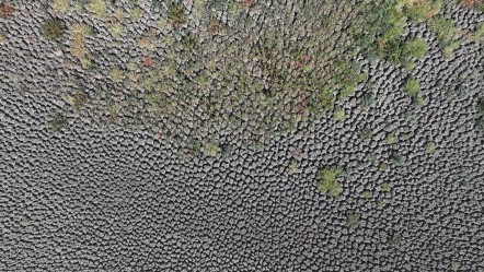Şehir alarm veriyor! Görenler tanıyamadı, sıcaklar bir göleti daha kuruttu - Yaşam