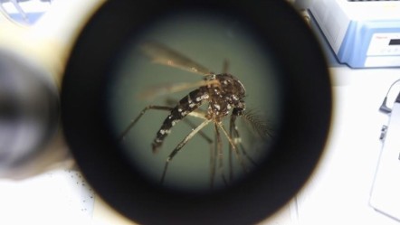 Tatilciler, virüsle beraber dönüyor! 'Chikungunya' vakaları üç katına çıktı - Dünya