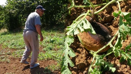 Üretimi 15 sene önce başlamıştı! Bu sene kuraklık vurdu... Tarladan 100 kilo bile çıkmadı - Ekonomi