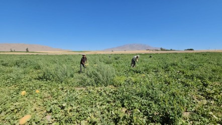 Aromasıyla damak çatlatıyor! Hasat başladı, sipariş patlaması yaşanıyor - Ekonomi