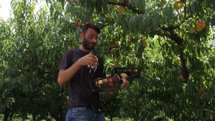 Hasat devam ediyor! Tarlada fiyatı 100 TL'ye çıktı - Ekonomi