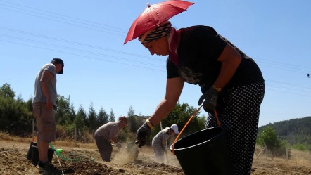 80 bin çiçekten sadece yarım kilo çıkıyor! "Dünyanın en pahalı" baharatının kilosu servet değerinde - Ekonomi