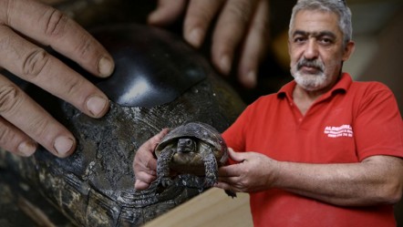 Muğla'da yürekleri ısıtan hareket! Ahşap ustası, kaplumbağanın kırık kabuğunu onardı - Yaşam